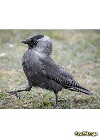 Переводчик Jackdaw 18.02.20