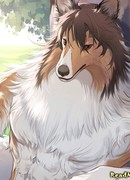 Новая овчарка